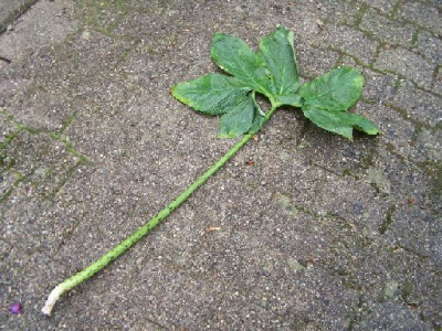 100_4108_Arisaema_non-id.____500.jpg