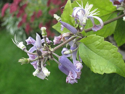 Clematis_heracleifolia_Cote_dAzur__71821.jpg