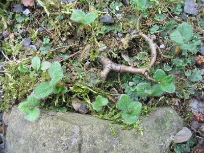 Salix_reticulata.jpg