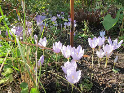 Crocus_kotschyanus_ue.jpg