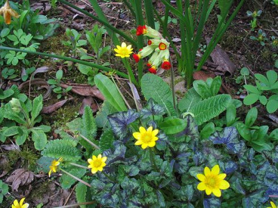 Hortus_Primula_veris.jpg