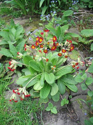 Primula_irgendwas.jpg