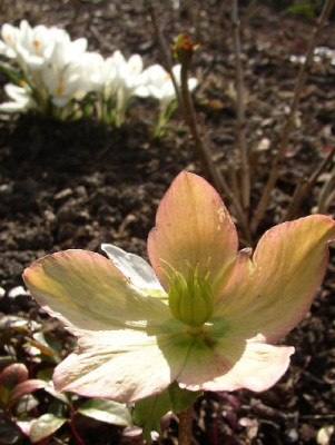 Christrosekrokus.jpg