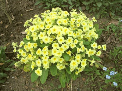 Hortus_Primula_vulgaris_5.jpg