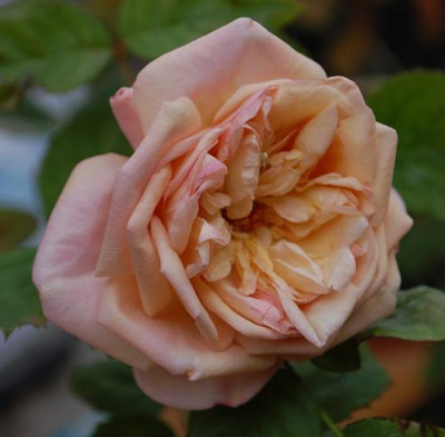 Schoene_Rose_0010__0597.jpg