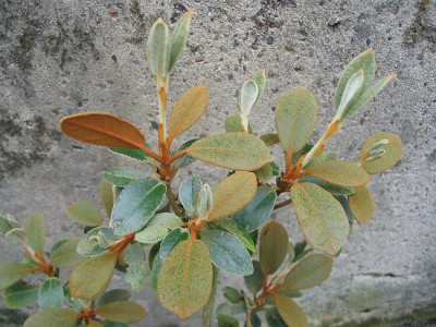 Rhododendron_tsariense.jpg