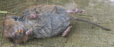 wuhlmaus1.jpg