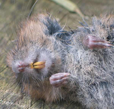 wuhlmaus-kopf.jpg