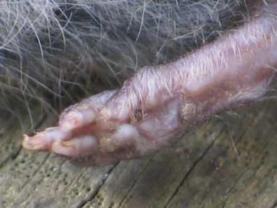 wuhlmaus-hinterlauf.jpg
