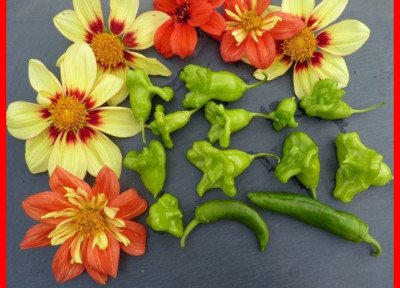 ernte_glockenchili.JPG