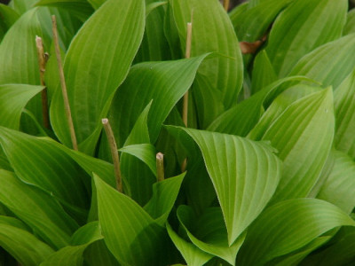 Hosta-April-1.jpg