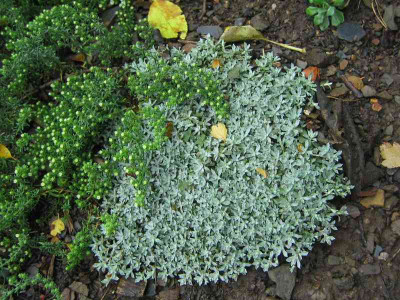 comp_19..Juni.201002.Okt.2010_Antennaria_029.jpg