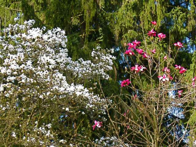 2_Magnolien_IMG_2009.JPG