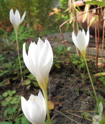 Crocus_wei_101002.jpg