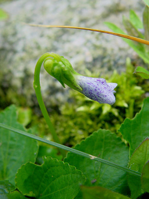 viola_freckles_16_april.jpg