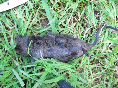 Wuhlratte.jpg