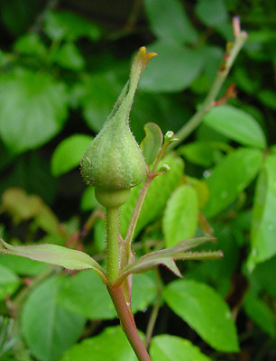 knospe_gloire_de_dijon_16a.jpg