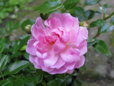 Rose_aufgebluht_1024x768.jpg