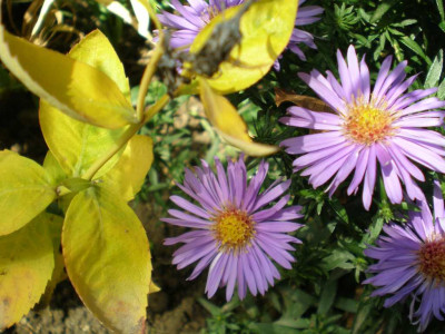 asteraugenweideundplatycodon.jpg