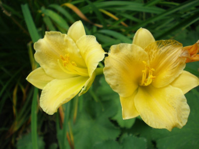 hemstelladoroea.jpg