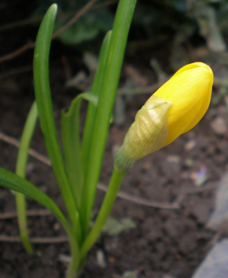 sternbergialuteaknosp.jpg