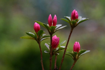 Rhodo-April-1.jpg