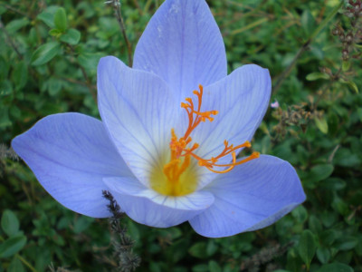 crocusaitchinson.jpg