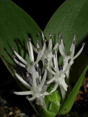 M_jasminiflora_1.JPG