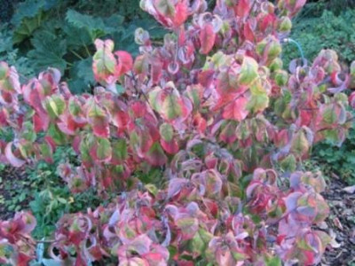 Cornus_nuttallii002.jpg