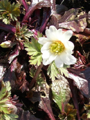 Anemonegunsel.jpg