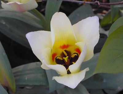 Tulipa_Albion_Star_Bluete-1.jpg