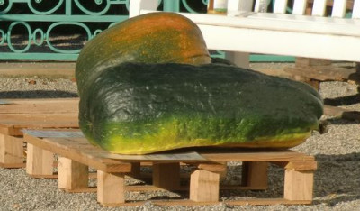 CIMG2154_.JPG