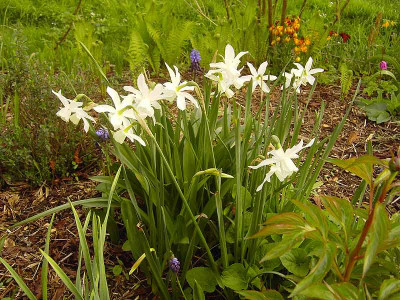 Narcissus_Thalia_Triandrus-.jpg