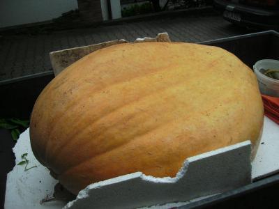 Kurbisaufgeladen.jpg