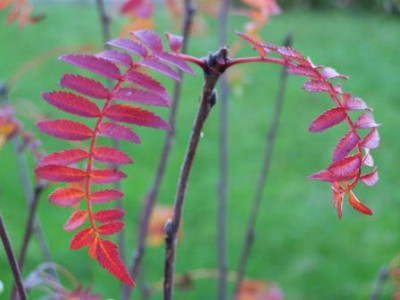 Sorbus_koehneana_1.JPG