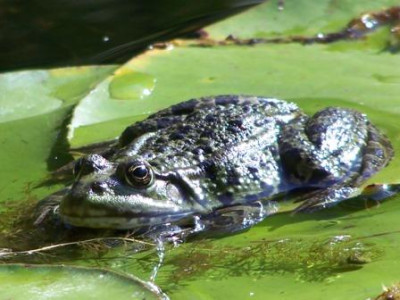 Teich_Oktober_1.JPG