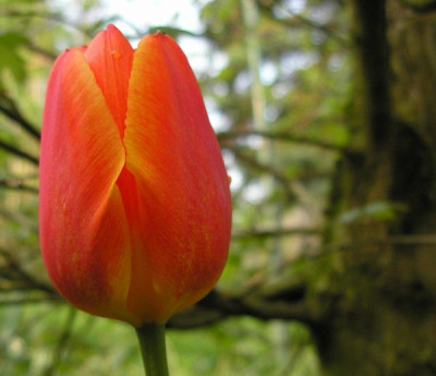 tulpe_p4160688.jpg