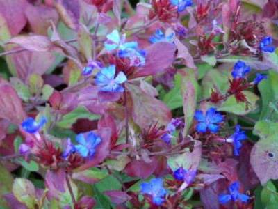 Ceratostigma_Plum.JPG