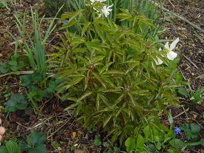 Paeonia-1.jpg