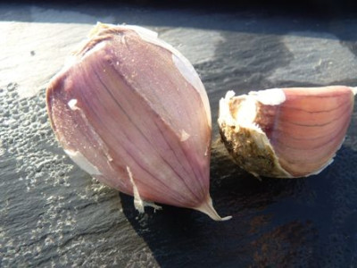 knoblauch2010_03.JPG