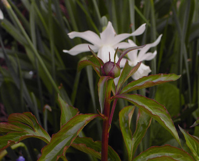 Paeonia_Knospe-1.jpg