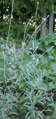 unbekannt-habitus-041010.jpg