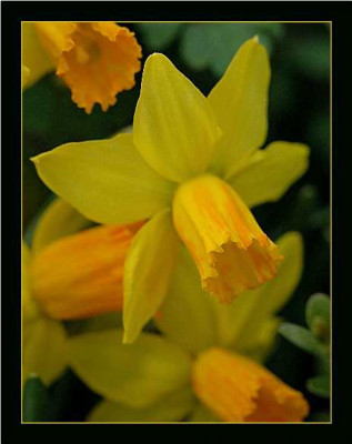 Narcissus_Jetfire_15-04-05.jpg