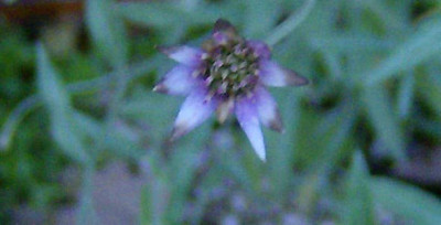 unbekannt-Blute-041010.jpg