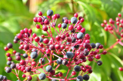 F._paniculata_Okt..JPG