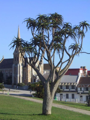 Sudafrika_2008_155.JPG