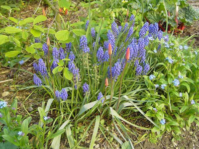 Muscari_armeniacum-1.jpg