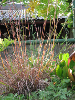 schizachyrium_herbst_kl.jpg