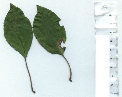 apfel_blatt_chaunisser_rosen.jpg