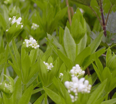 Galium_odoratum-1.jpg